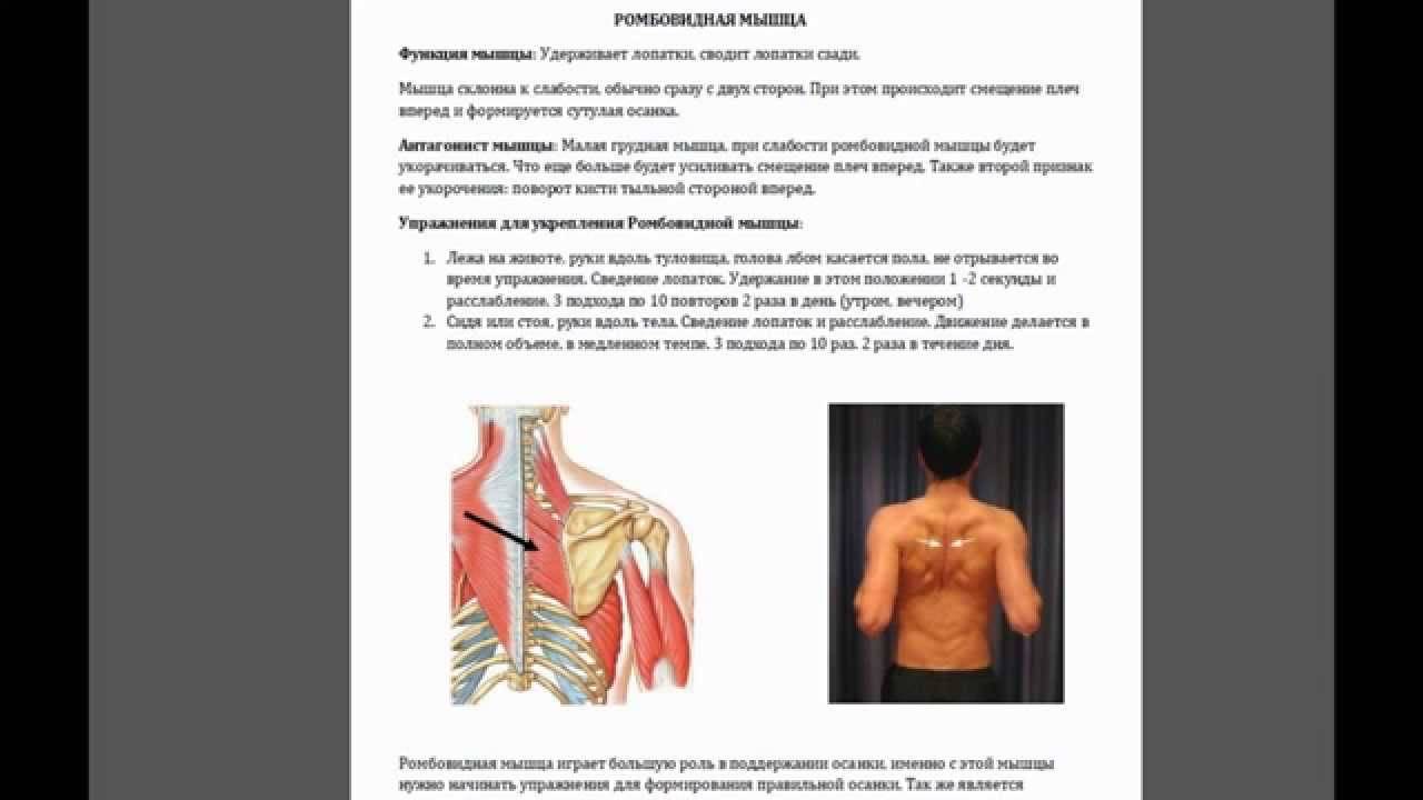 Анатомия грудных мышц,большая грудная мышца,малая грудная мышца