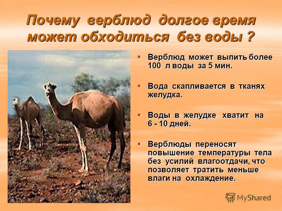 Сколько дней верблюд может обходиться без воды? - энциклопедия воды - все, что нужно знать.
